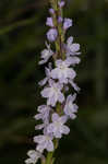 Narrowleaf vervain